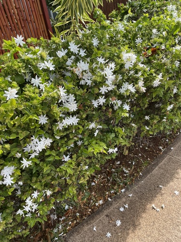 Jasminum multiflorum observed 2023-03-05