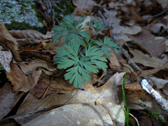 Dicentra