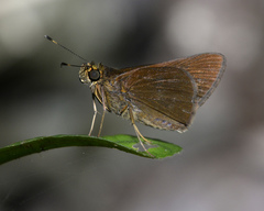 Image of Eutocus facilis