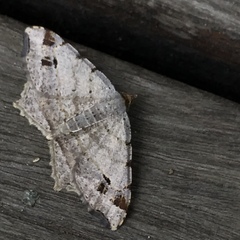 Macaria notata