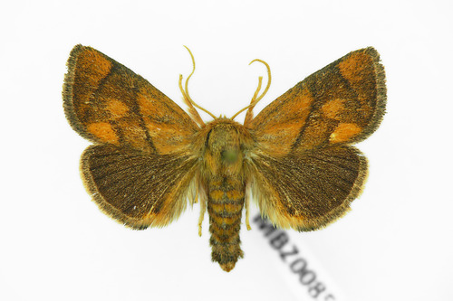 Festoon