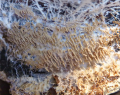 Hydnocristella himantia