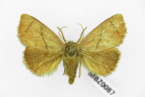 Festoon