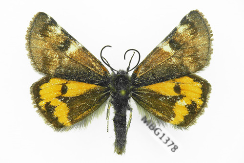 Orange Underwing