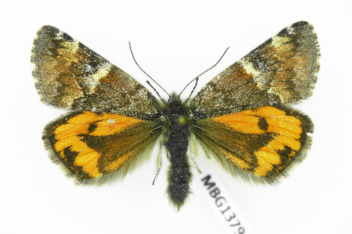 Orange Underwing