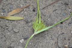 Cyperus engelmannii