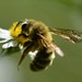 Typical Mining Bees - Photo (c) Bill stitt, some rights reserved (CC BY-NC), uploaded by Bill stitt