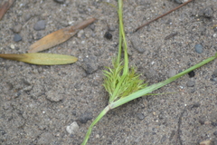 Cyperus engelmannii