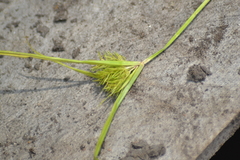 Cyperus engelmannii