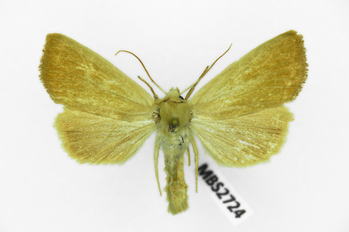 Fen Wainscot, photo 4 of 7