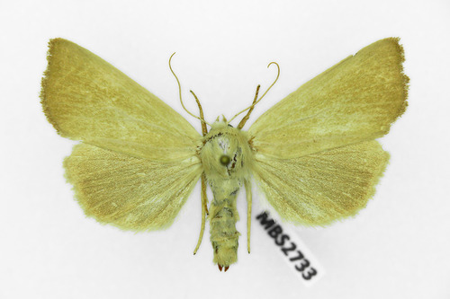 Fen Wainscot, photo 5 of 7