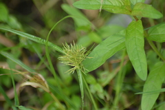 Cyperus engelmannii