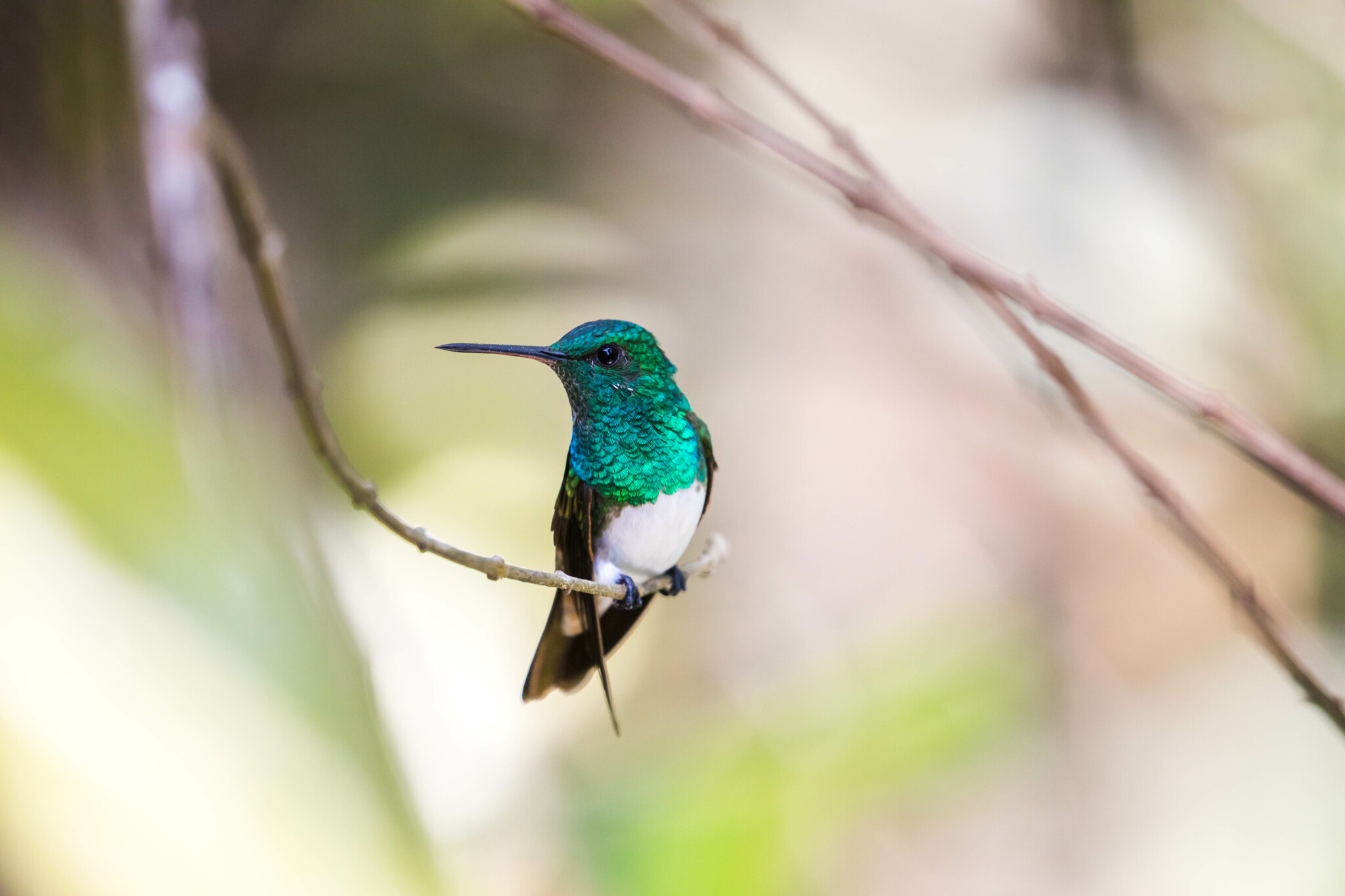Snowy-bellied Hummingbird illustration