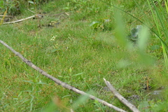 Eleocharis intermedia