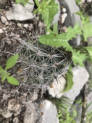 Coryphantha delicata