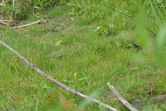 Eleocharis intermedia