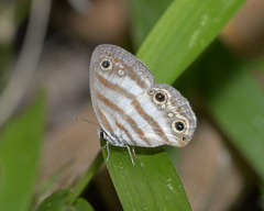Euptychia jesia