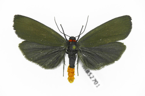Red-necked Footman
