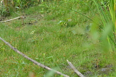 Eleocharis intermedia