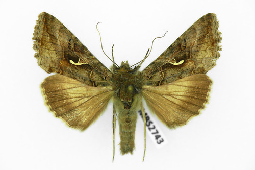 Gaminis žvilgūnas nuotrauka