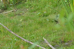 Eleocharis intermedia