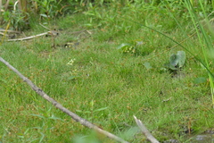 Eleocharis intermedia