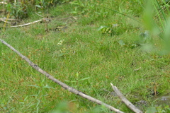 Eleocharis intermedia