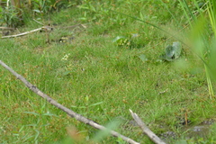 Eleocharis intermedia