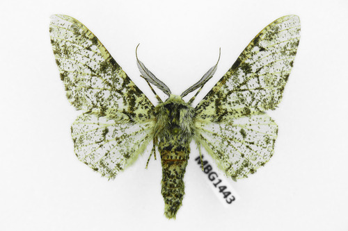 Peppered Moth, photo 10 of 10