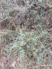 Lonicera subspicata subspicata
