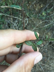 Lonicera subspicata subspicata