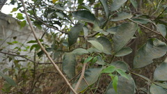 Paullinia