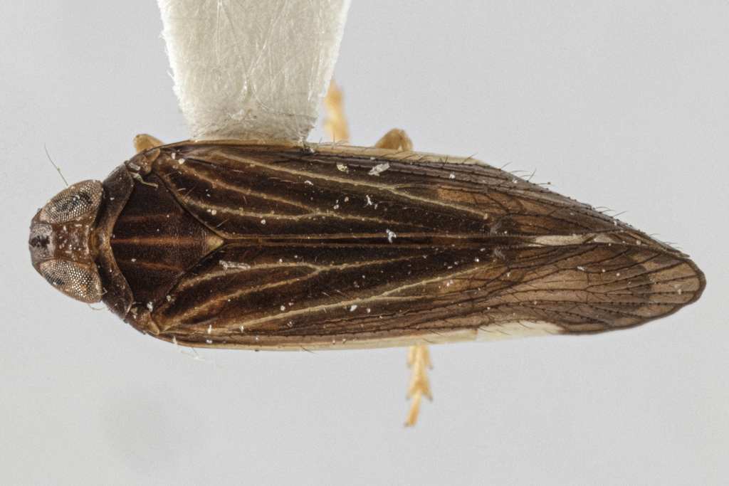 Haplaxius nimbus