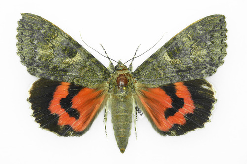 Red Underwing