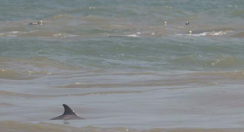 Common Bottlenose Dolphin photographed in Texas