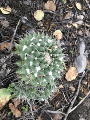 Mammillaria compressa compressa