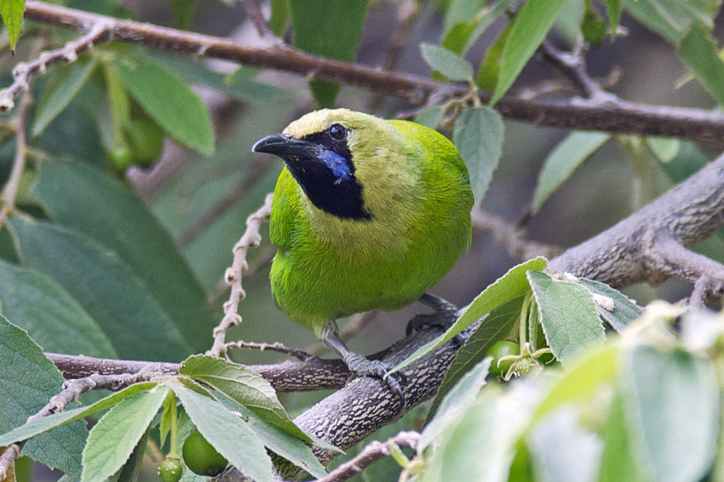 Jerdon's Leafbird photo