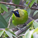 Jerdon's Leafbird - Photo (c) Vijay Anand Ismavel, some rights reserved (CC BY-NC-SA), uploaded by Dr. Vijay Anand Ismavel MS MCh