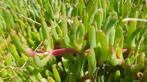 Variable Ice Plant Hybrid (× carpophyma)