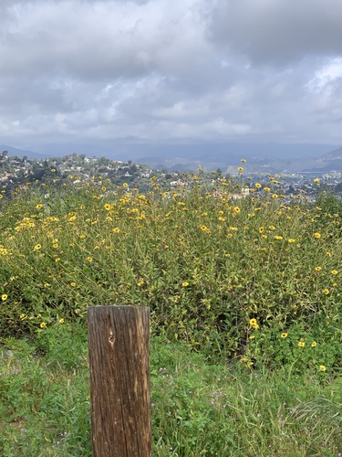 Encelia californica
