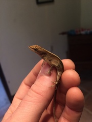 Anolis cupreus