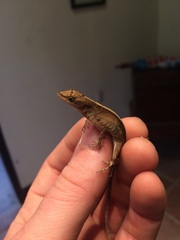 Anolis cupreus