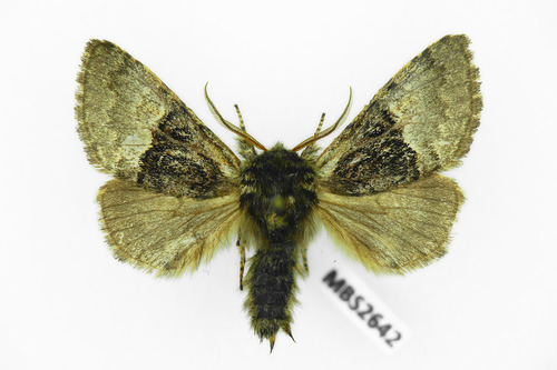Nut-Tree Tussock