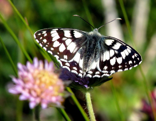 Esper's Marbled White