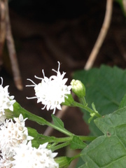 Ageratina altissima
