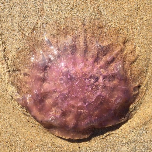 Cyanea rosea