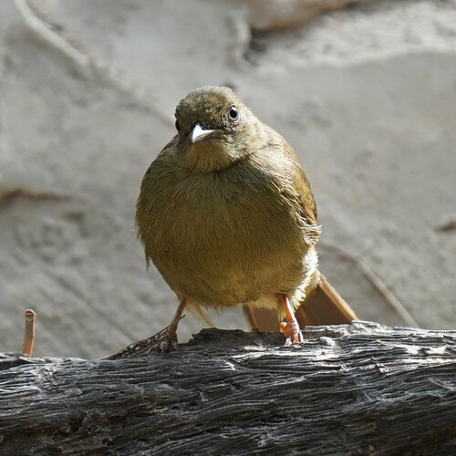 Little Greenbul (Eurillas virens), photo 7