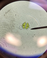 Desmidiaceae