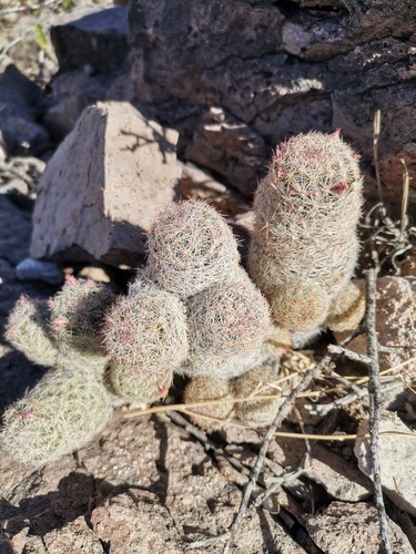 Escobaria chihuahuensis ssp. chihuahuensis