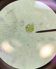 Desmidiaceae